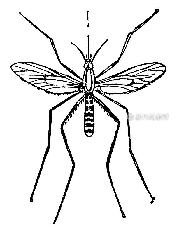 常见带状蚊(环纹库蚊)- 19世纪